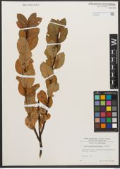 Foto von Salix waldsteiniana Willd.